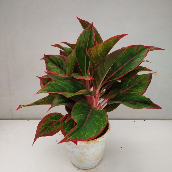 Аглаонема сиам аврора