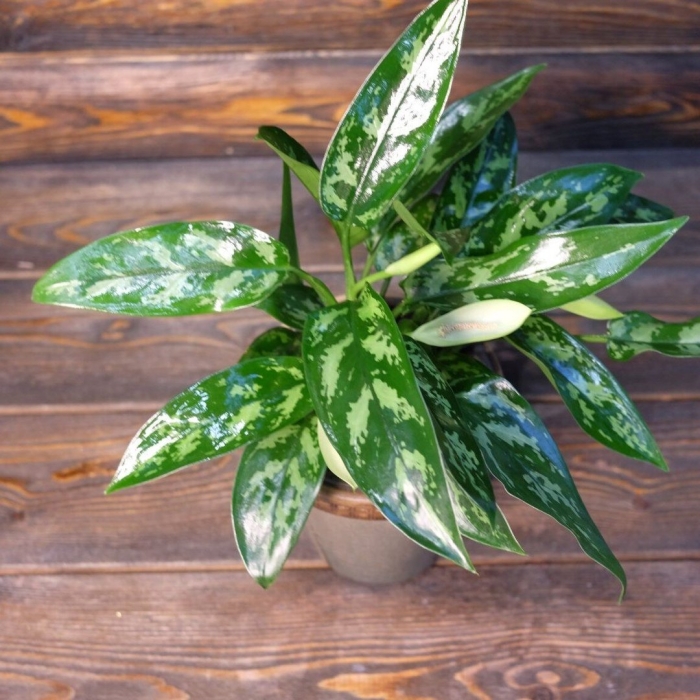 Аглаонема maria