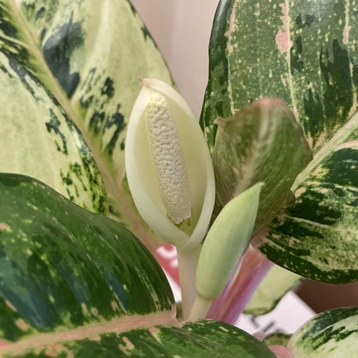 Аглаонема супер вайт