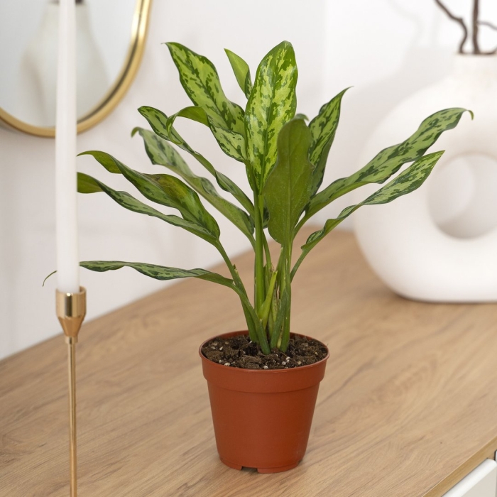 Аглаонема комнатное растение