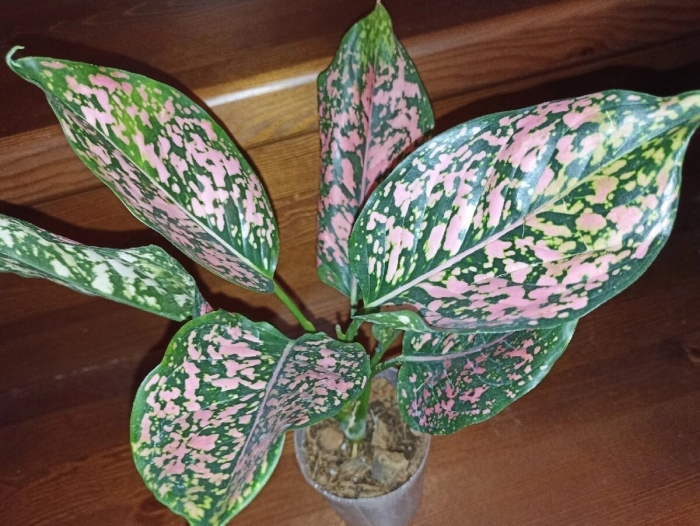 Аглаонема пинк леопард
