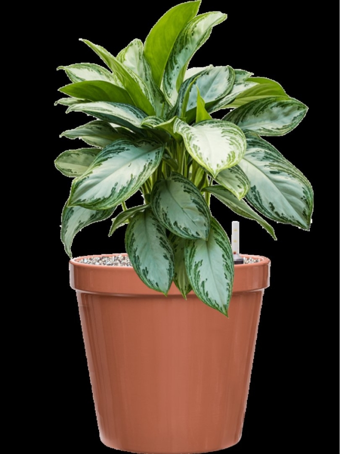 Аглаонема сильвер