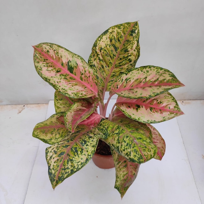 Аглаонема ред валентайн