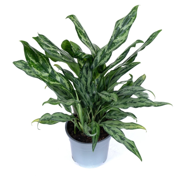 Аглаонема мисс джульетта