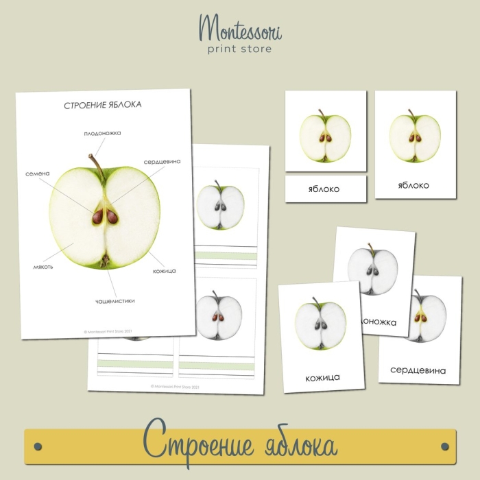 Яблоко строение плода