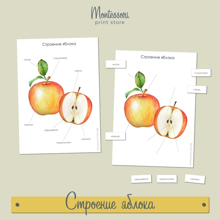 Строение яблони