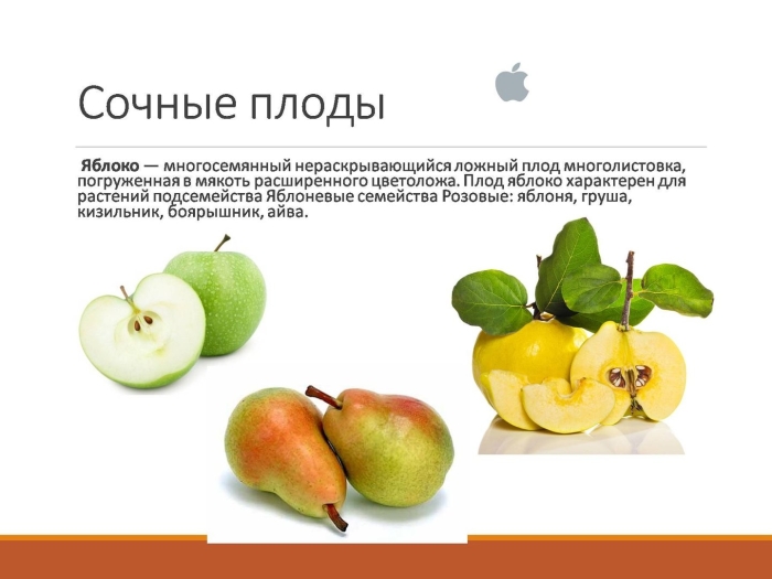 Сочные многосемянные плоды яблоко