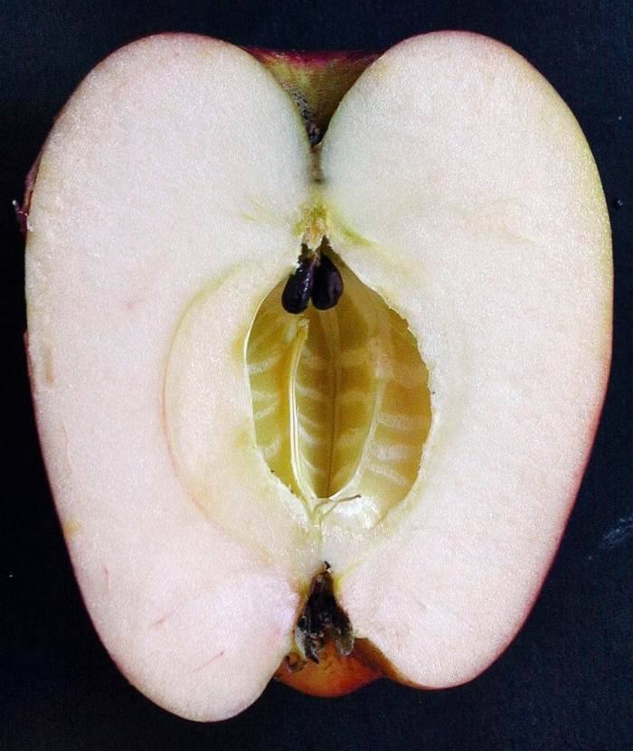 Половинка яблока