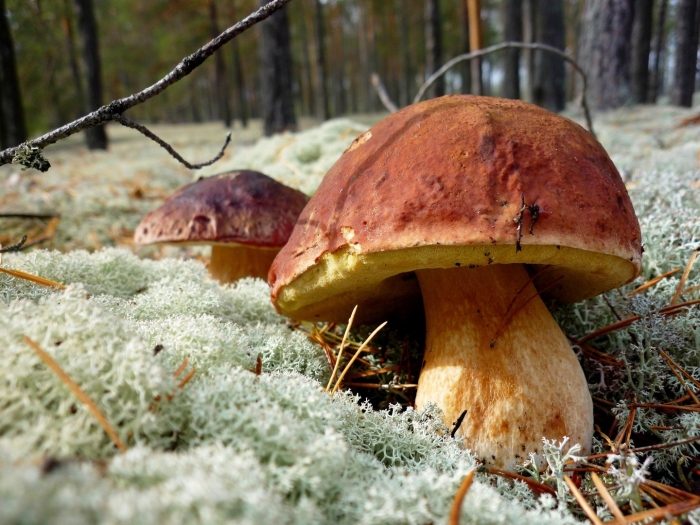 Белый гриб боровик