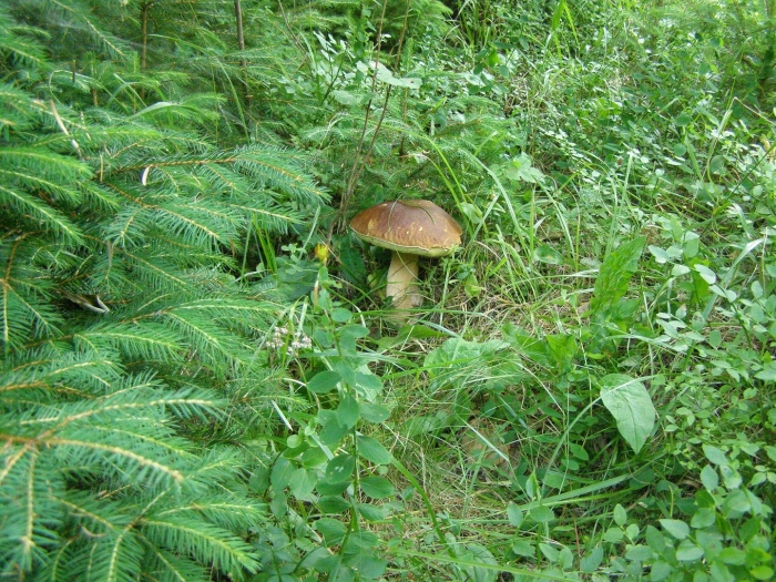 Карпаты грибы