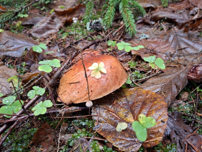 Солоновики ленинградской области грибы