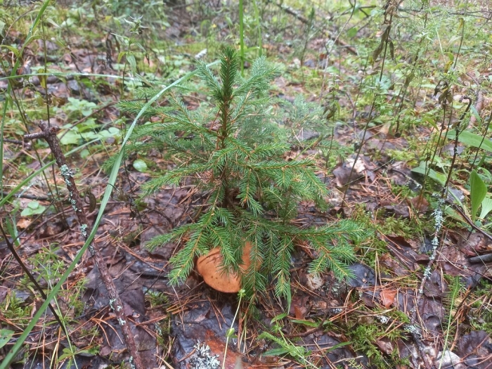 Грибы под елкой