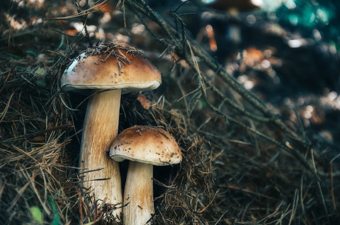 Белый гриб еловый