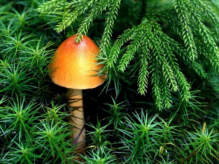 Оранжевые грибы
