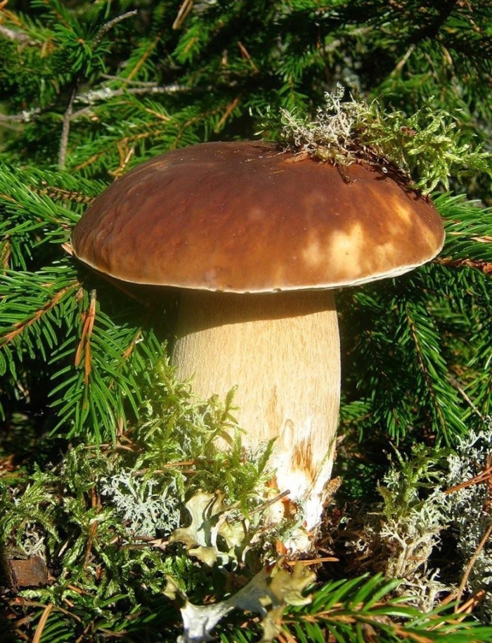 Боровик белый гриб