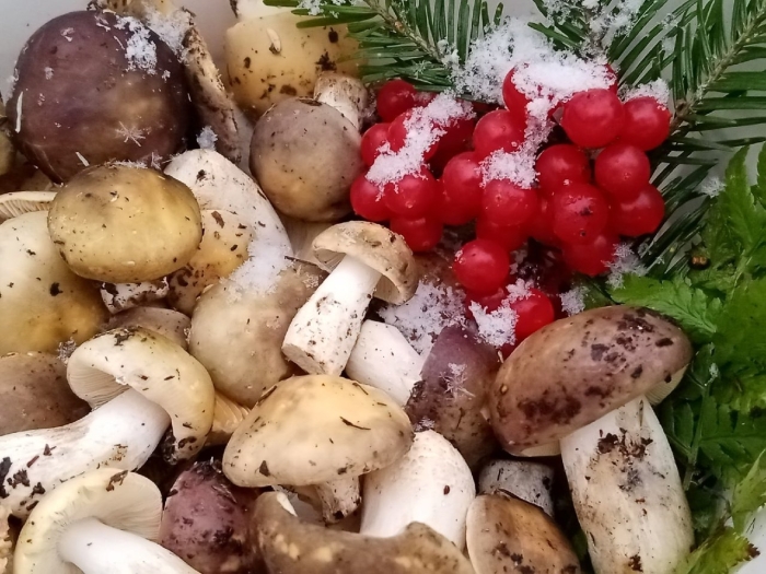 Грибы екатеринбург и свердловская область