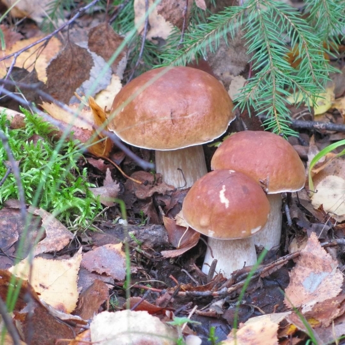 Грибы под елью