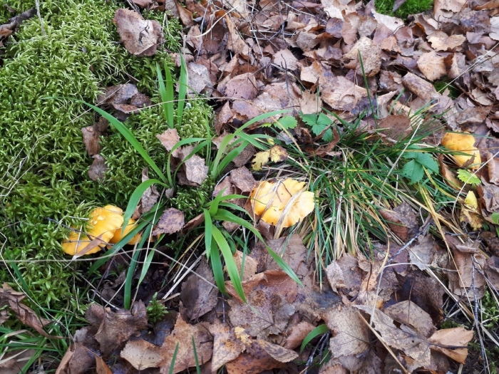 Гриб лисичка