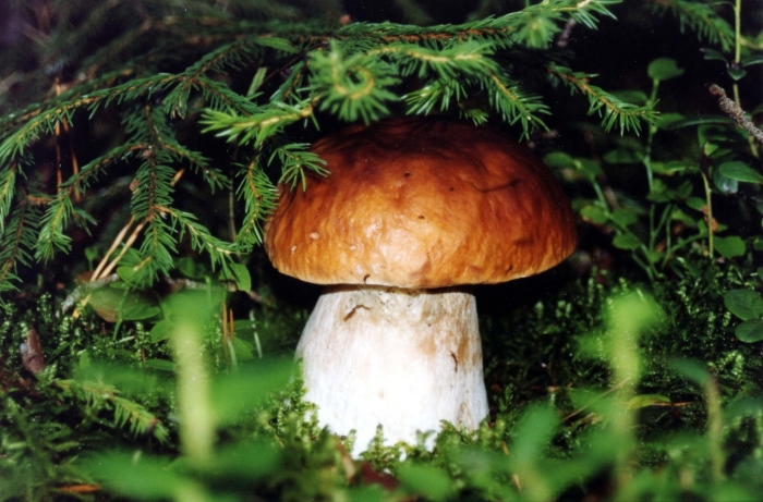 Грибы в лесу