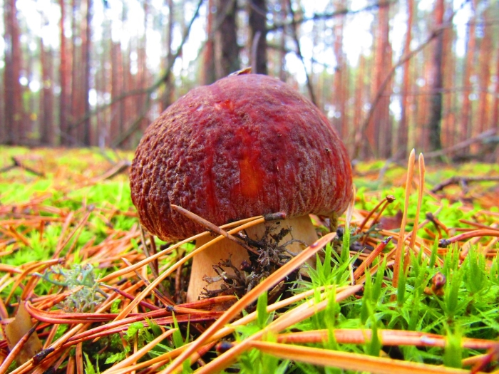 Грибы в осеннем лесу