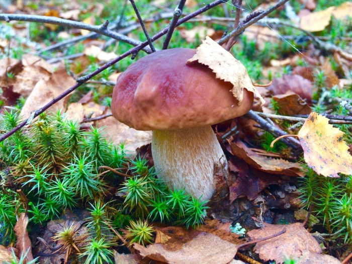 Мокруха швейцарская