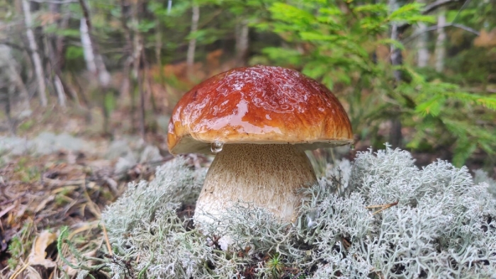 Грибы белые