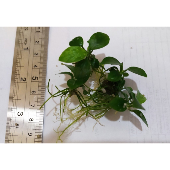 Анубиас нана петит