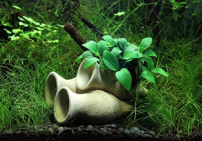 Anubias barteri var nana