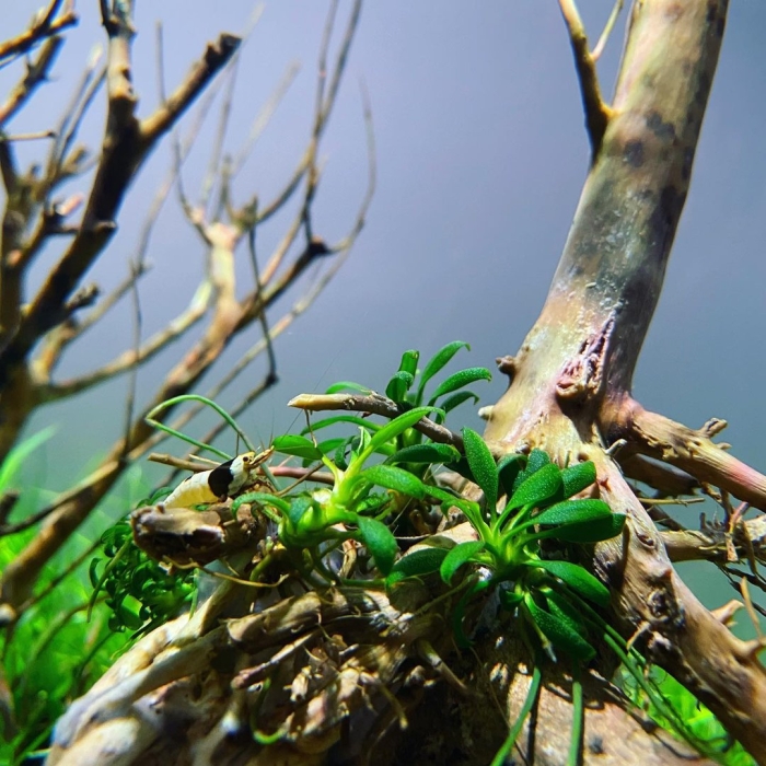 Анубиас панголино