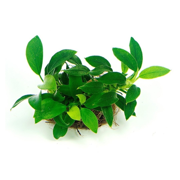 Анубиас бартери нана