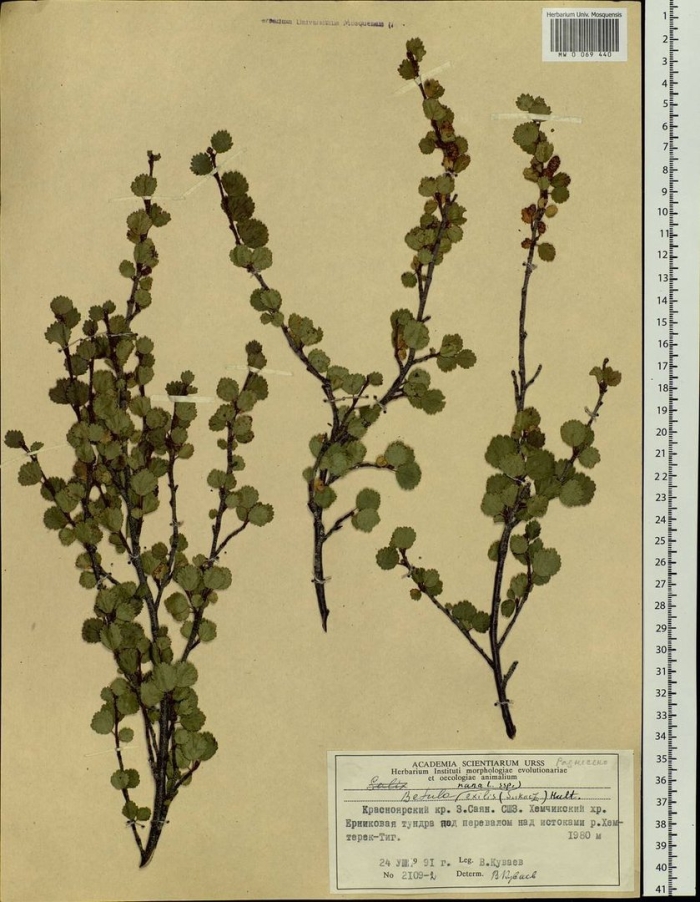 Betula rotundifolia