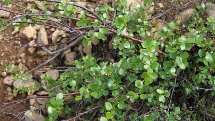 Карликовая береза в тундре