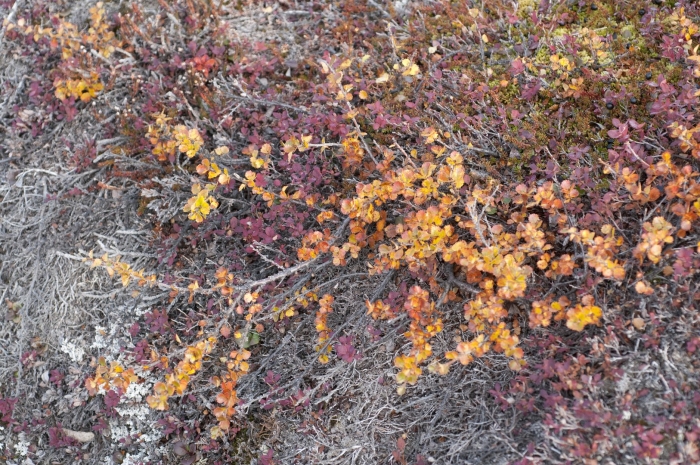 Береза голден треже