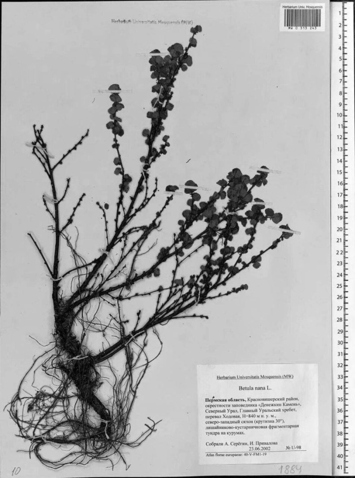 Береза бетула нана