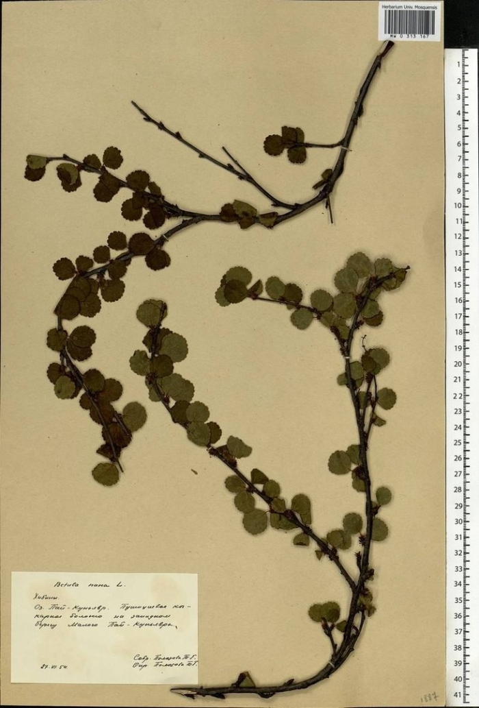 Береза бетула нана