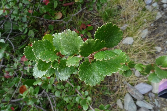 Береза карликовая betula nana