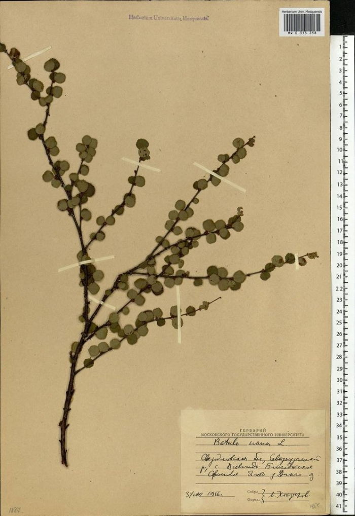 Береза карликовая бетула нана