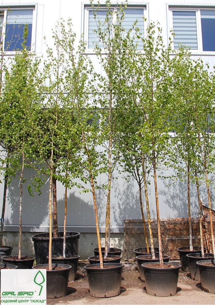 Береза повислая саженцы