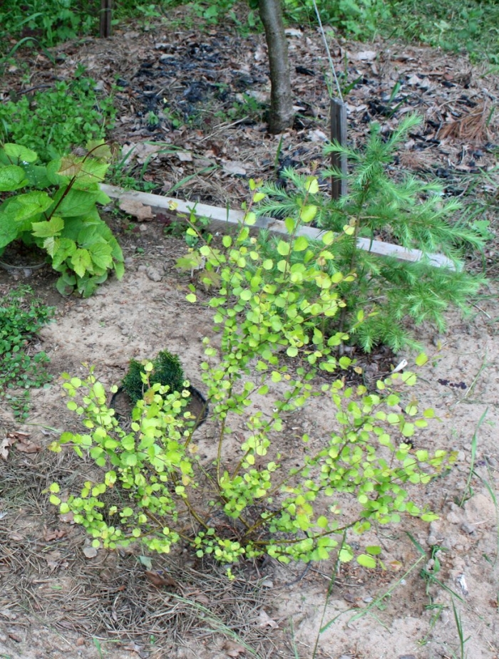 Береза голден треже