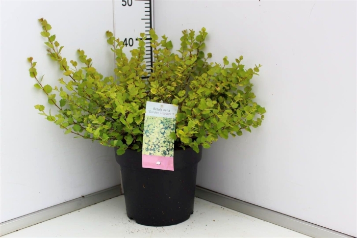 Береза нана голден треже