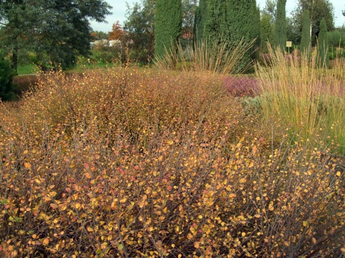 Кизильник cotoneaster lucidus