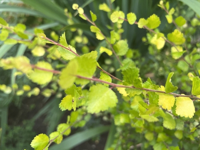 Берёза карликовая голден дрим