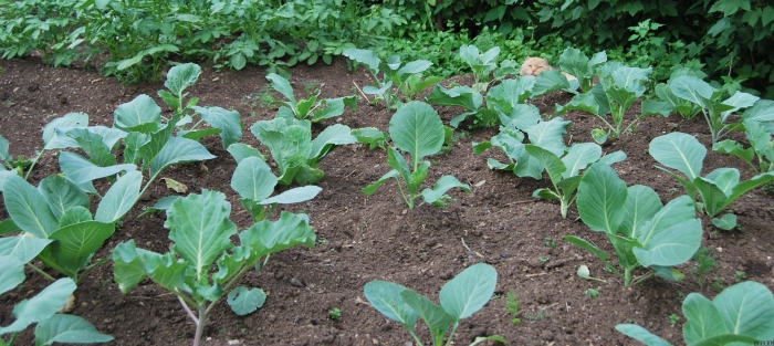 Рассада капусты вытянулась