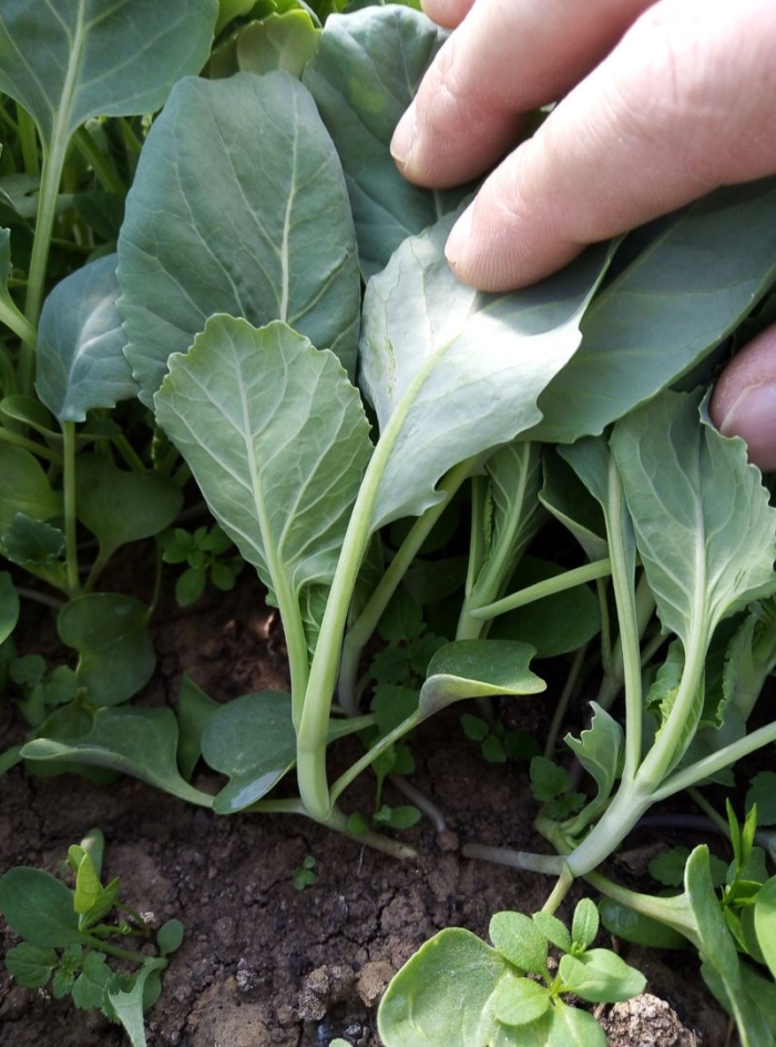 Рассада белокочанной капусты