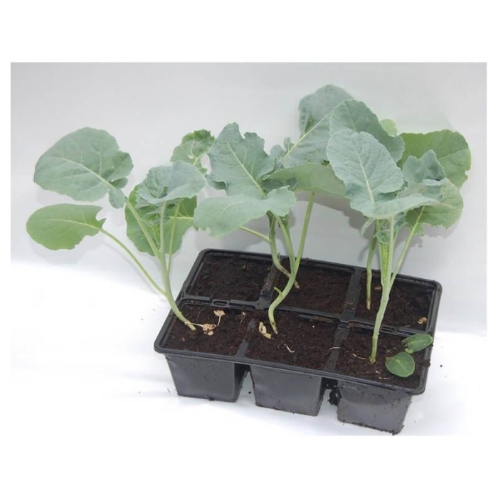 Рассада капусты брокколи