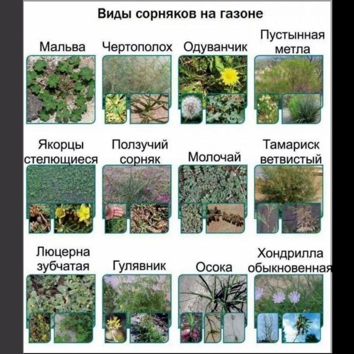 Огородная трава сорняк