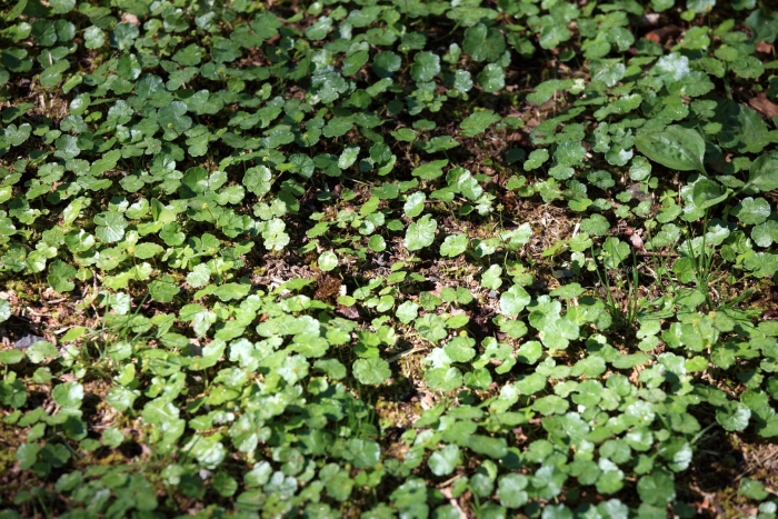 Акмелла ползучая