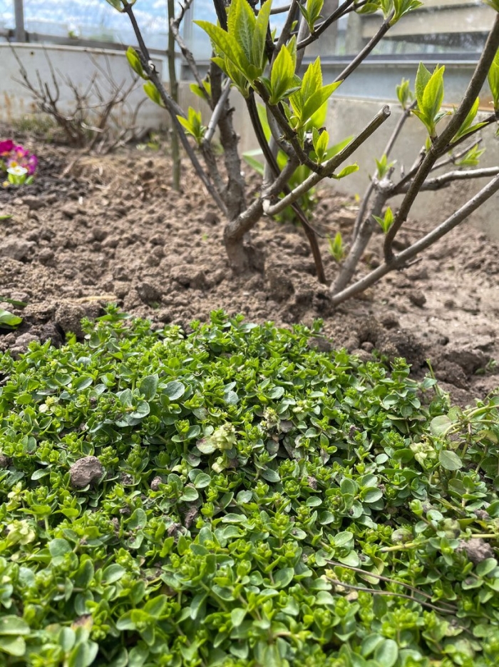 Почвопокровное растение