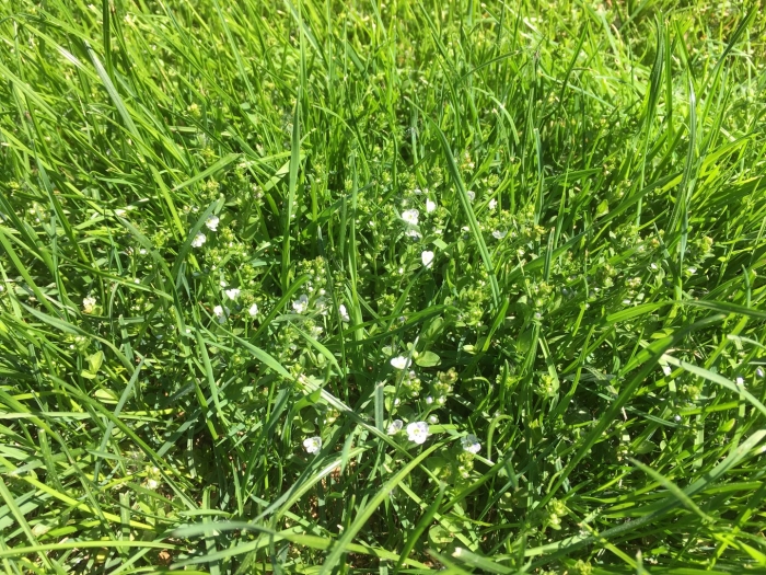 Сорняк брицца