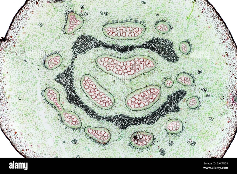 Поперечный срез папоротника орляка